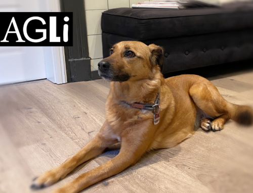 Hotel in Norden mit Hund: Entspannter Nordseeurlaub im AGLi Hotel