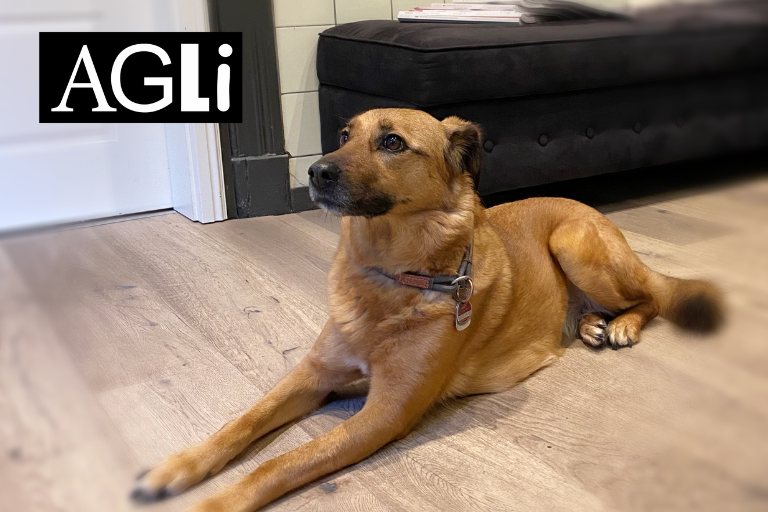 Hund im Hotel in Norden