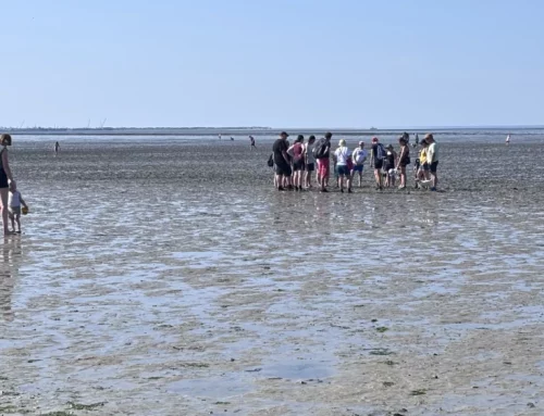 Was macht das Wattenmeer so einzigartig?